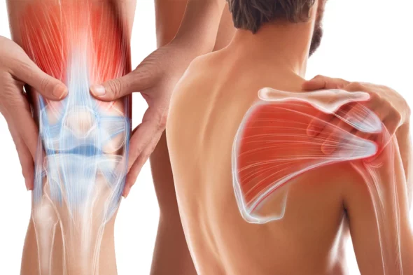 Coiffe des rotateurs et tendon patellaire